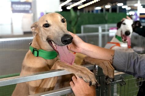 greyhound racing nsw replays.